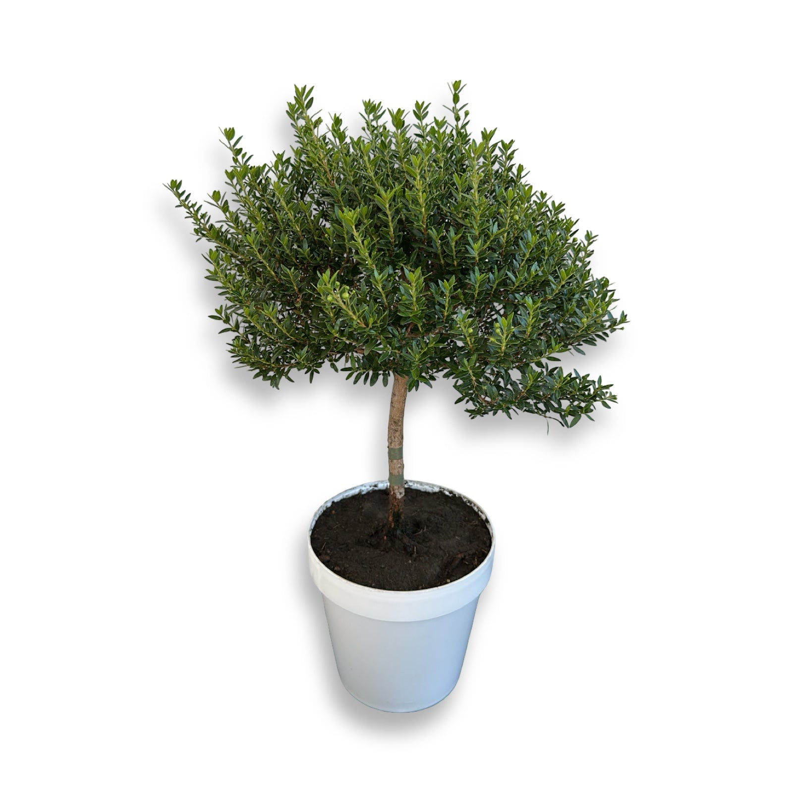 Piantina Alberello di Mirto - Myrtus Microphylla CERTIFICATA