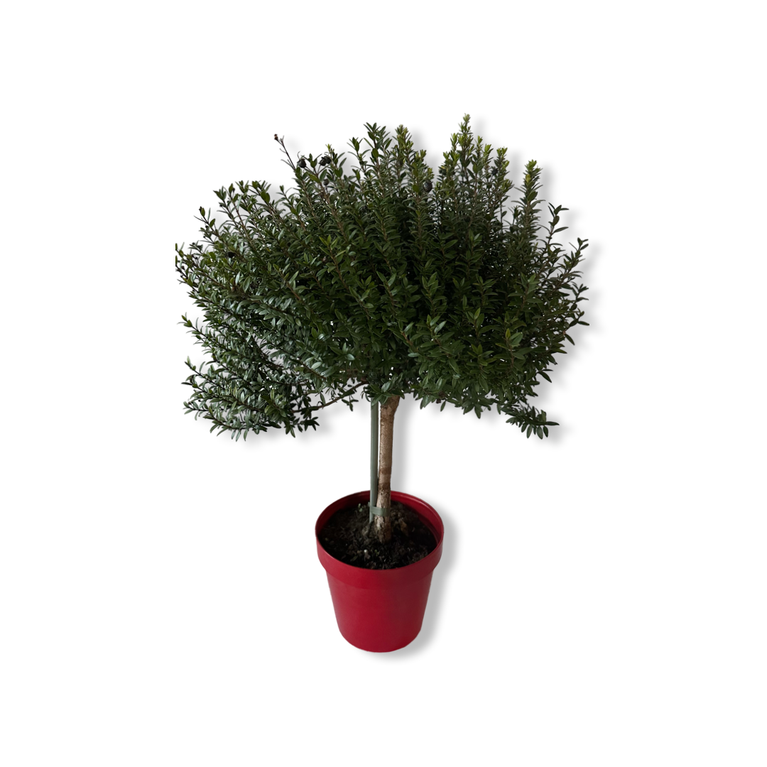 Piantina Alberello di Mirto - Myrtus Microphylla CERTIFICATA