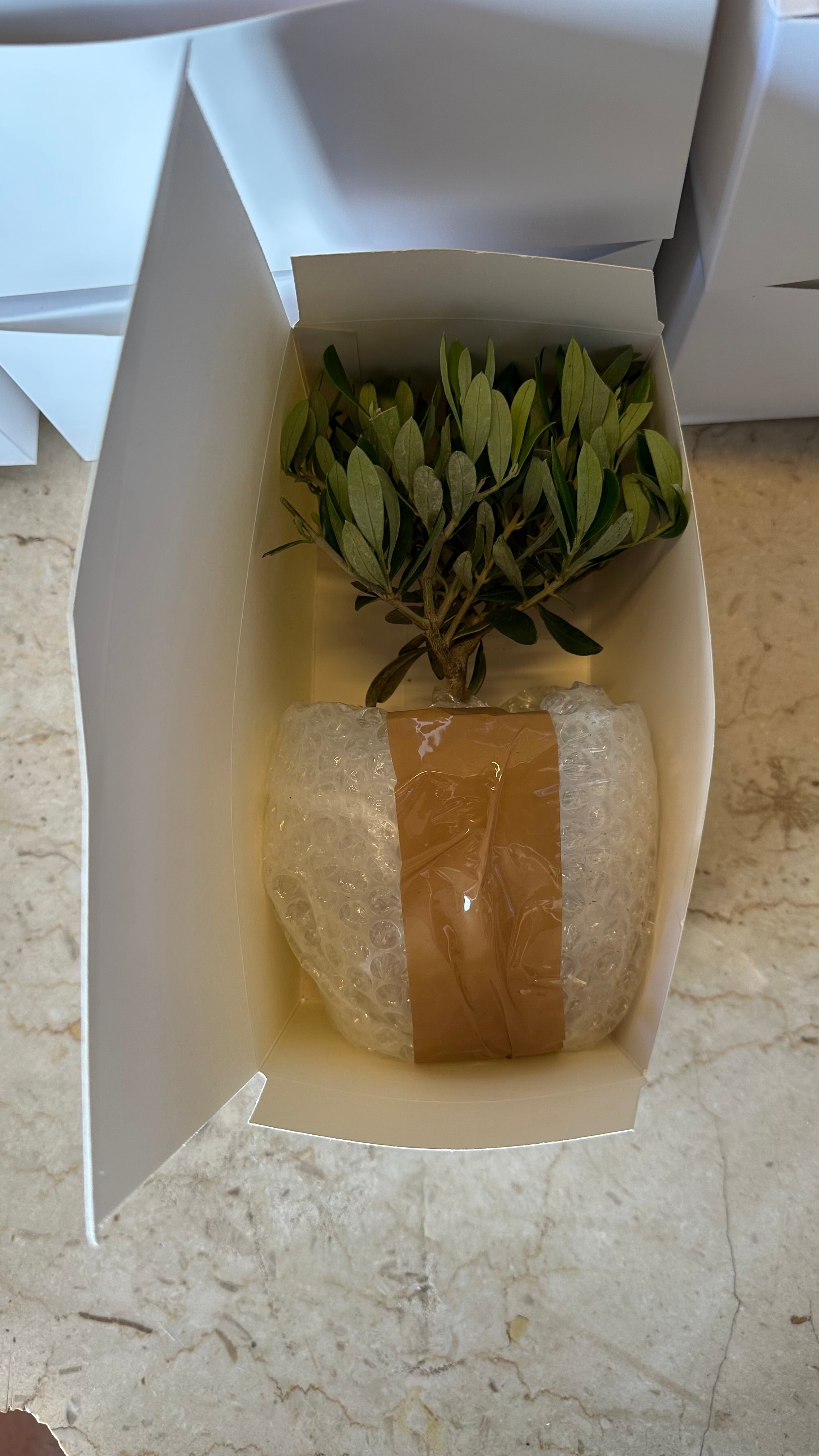 Set Piantine bomboniere v10cm simil Bonsai di Ulivo cipressino CERTIFICATE