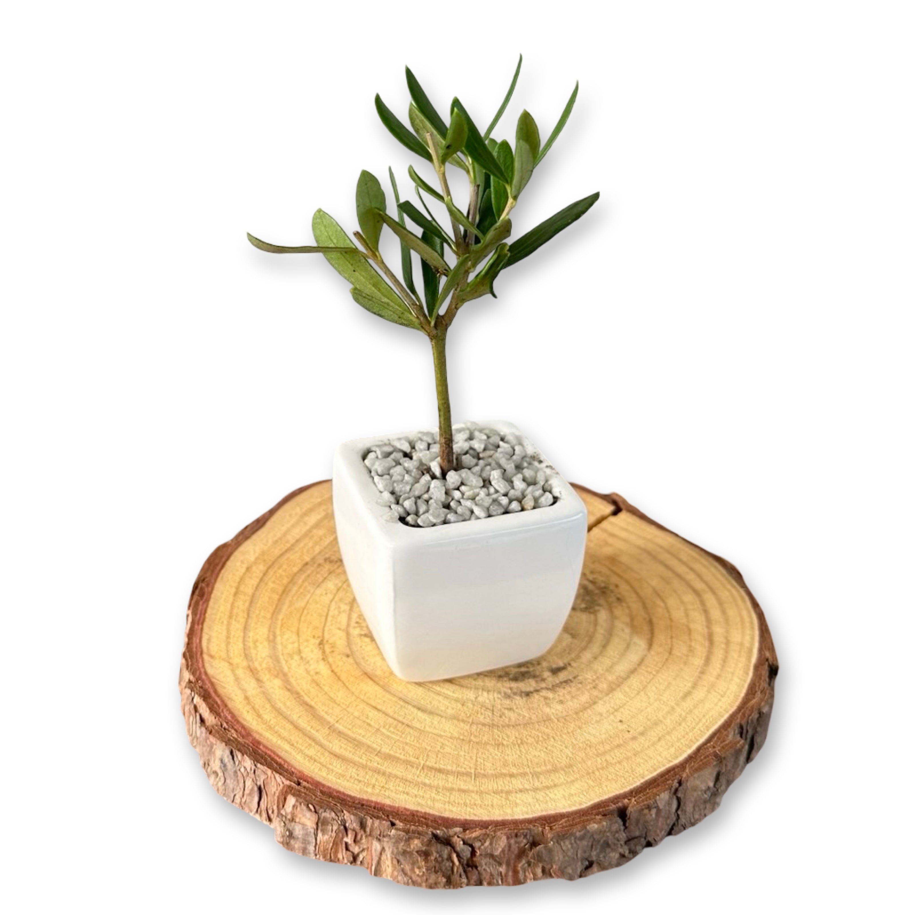 Set Piantine Ulivo per bomboniere in vaso ceramica quadrato CERTIFICATE