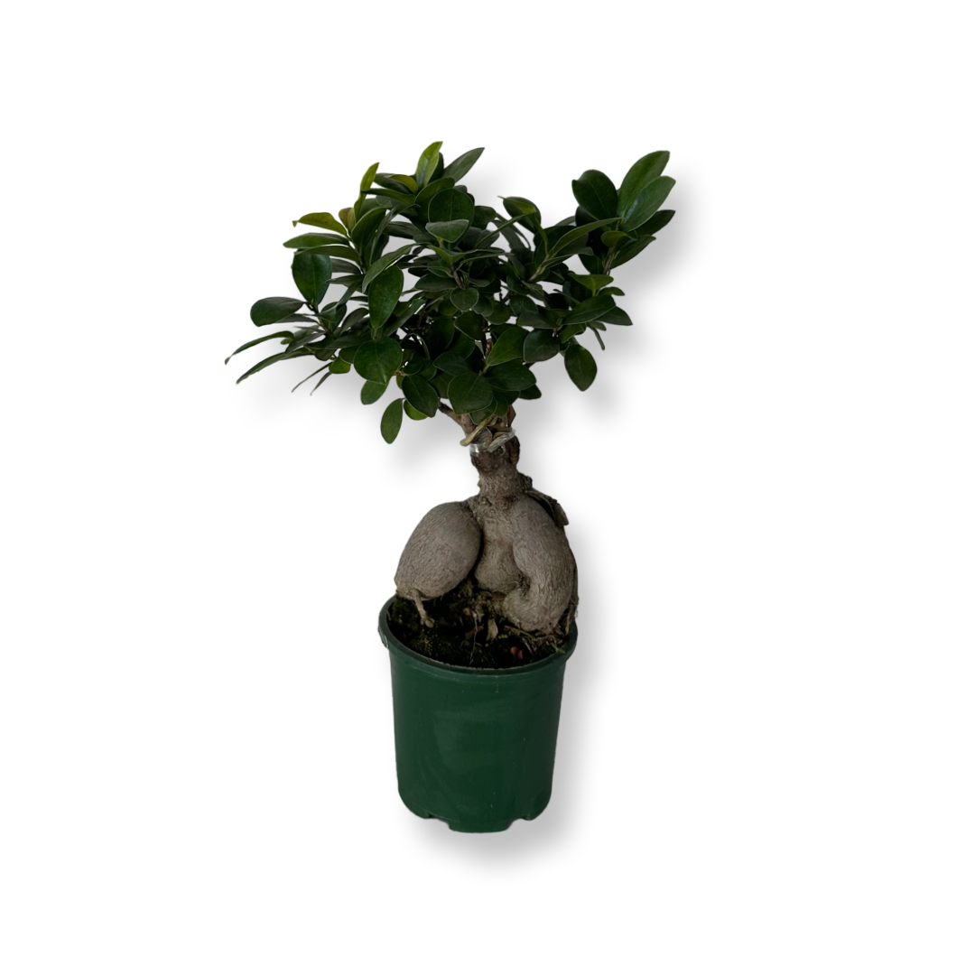 Bonsai Ginseng Ficus Microcarpa