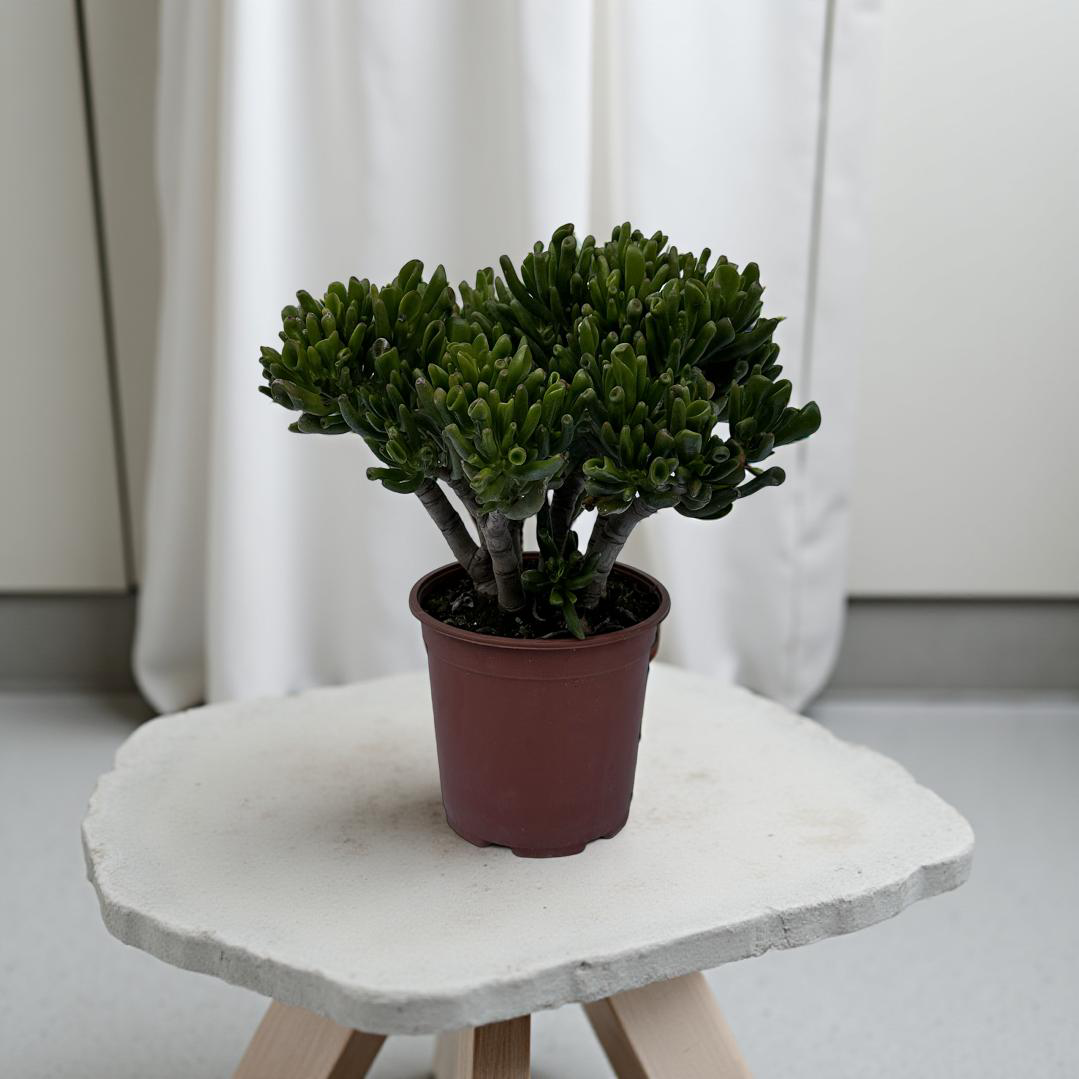 Piantina di Crassula Hobbit