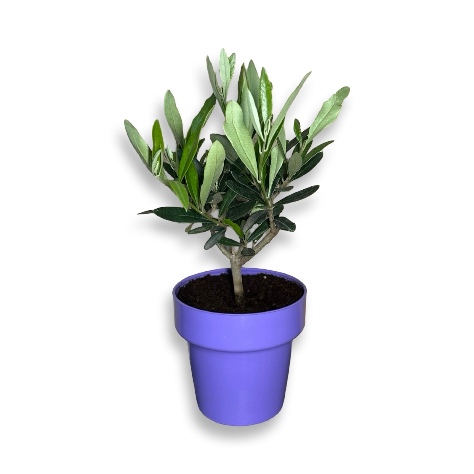 Piantina cespuglio simil-Bonsai di Ulivo - Olea europea cipressino CERTIFICATA