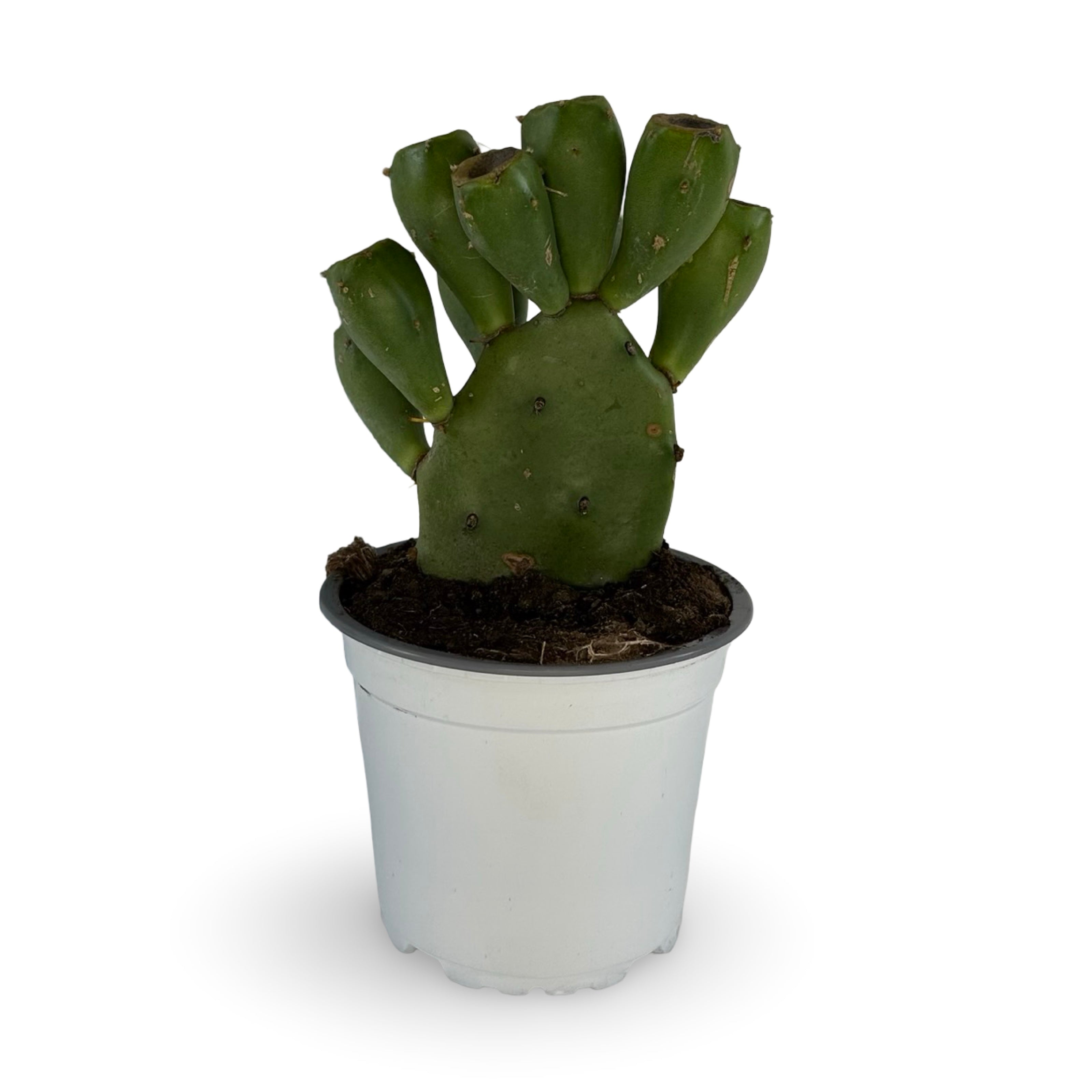 Piantina di Opuntia Vulgaris CERTIFICATA