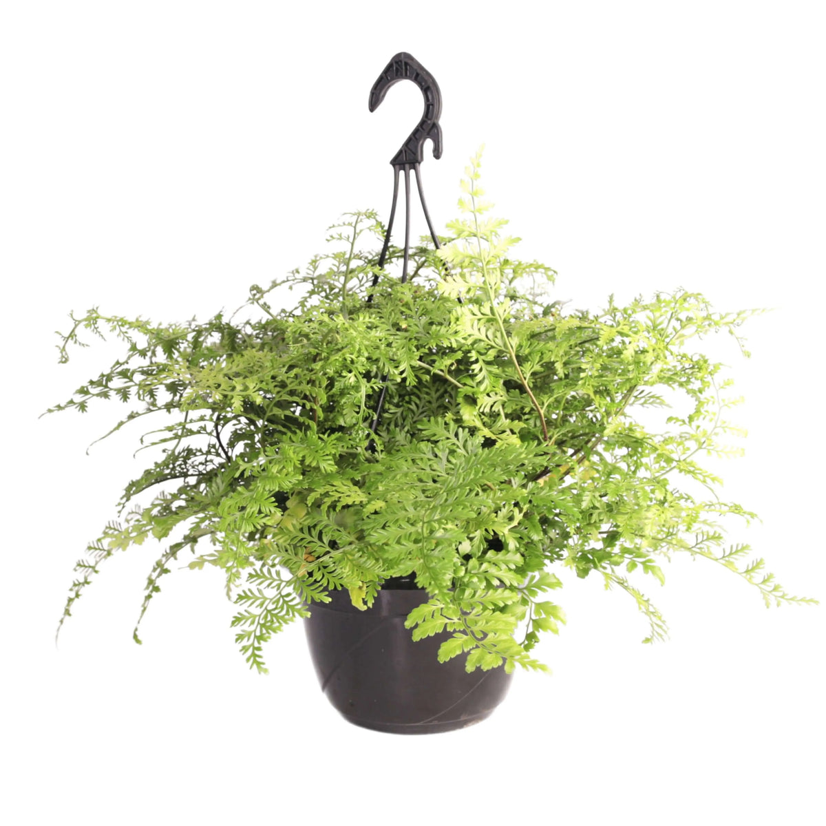 Asplenium parvati in vaso basket