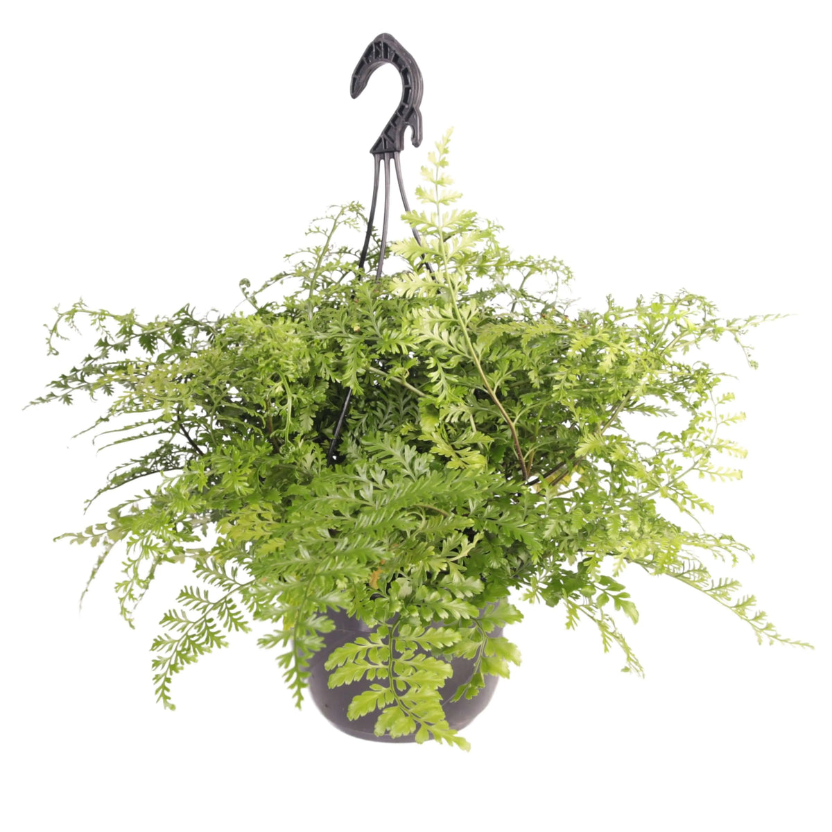 Asplenium parvati in vaso basket