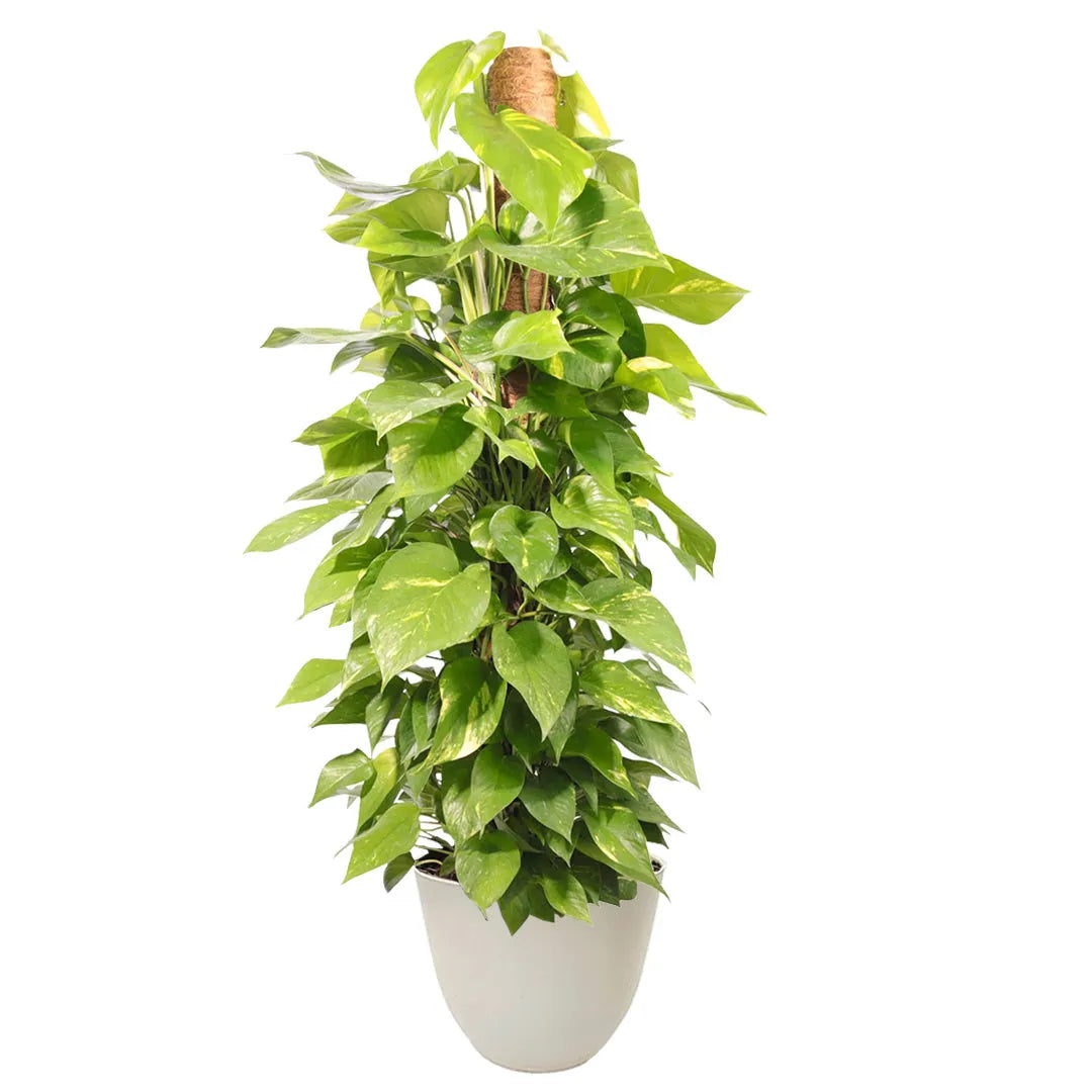 POTHOS (scindapsus spp) Aurea D.19 cm