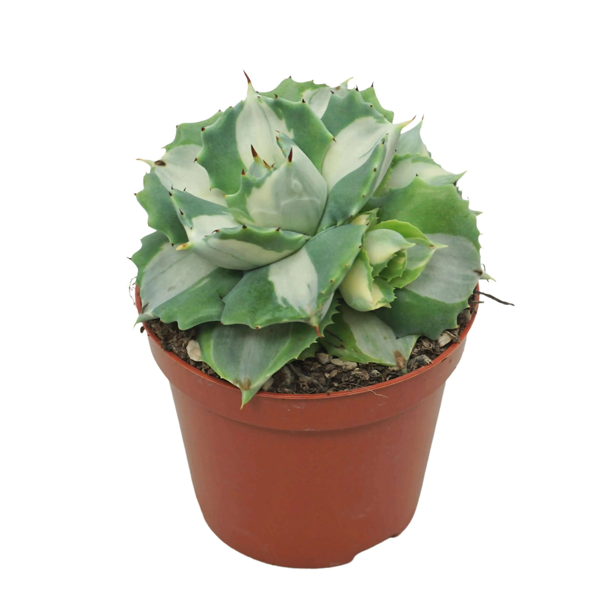 Agave Potatorum  Variegata