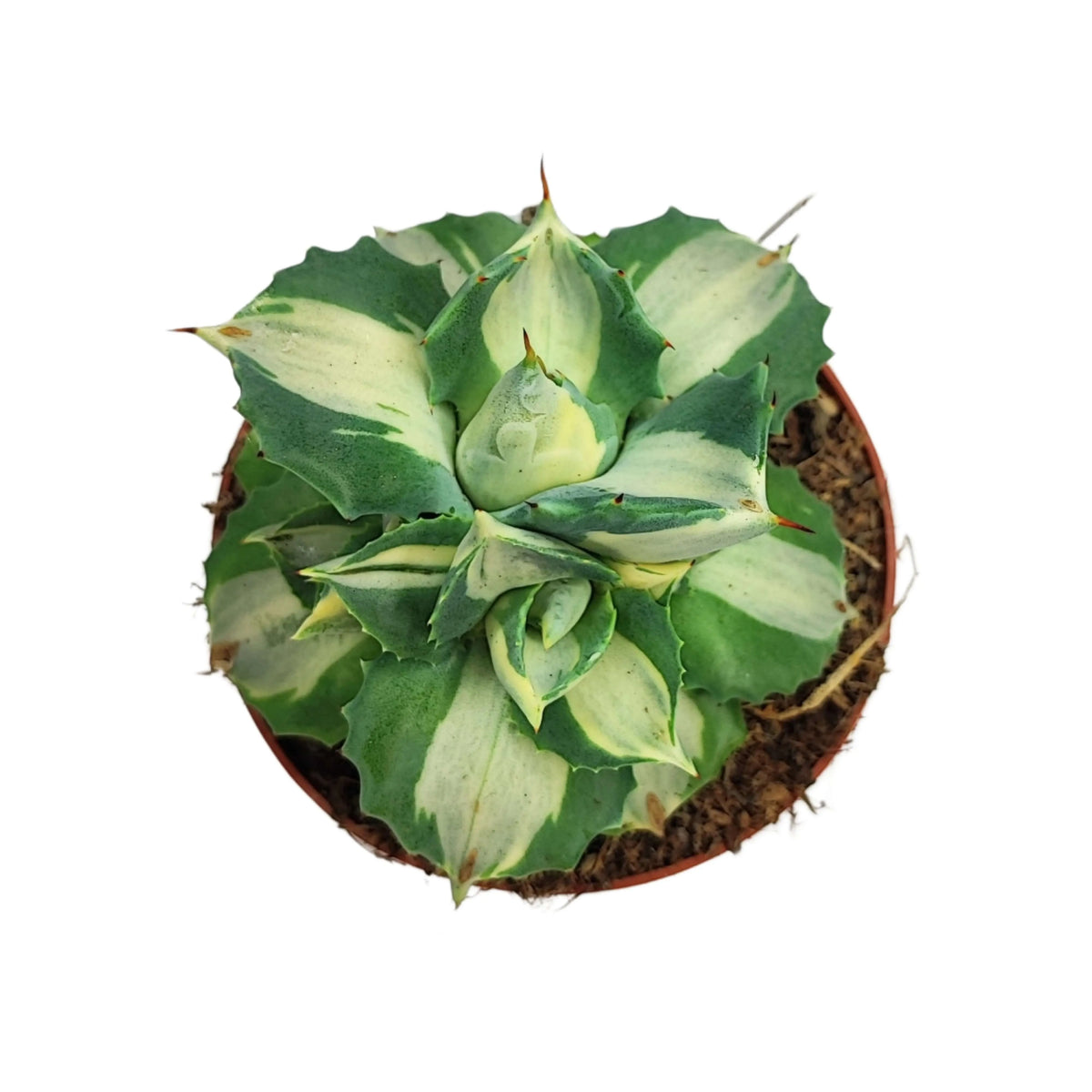 Agave Potatorum  Variegata