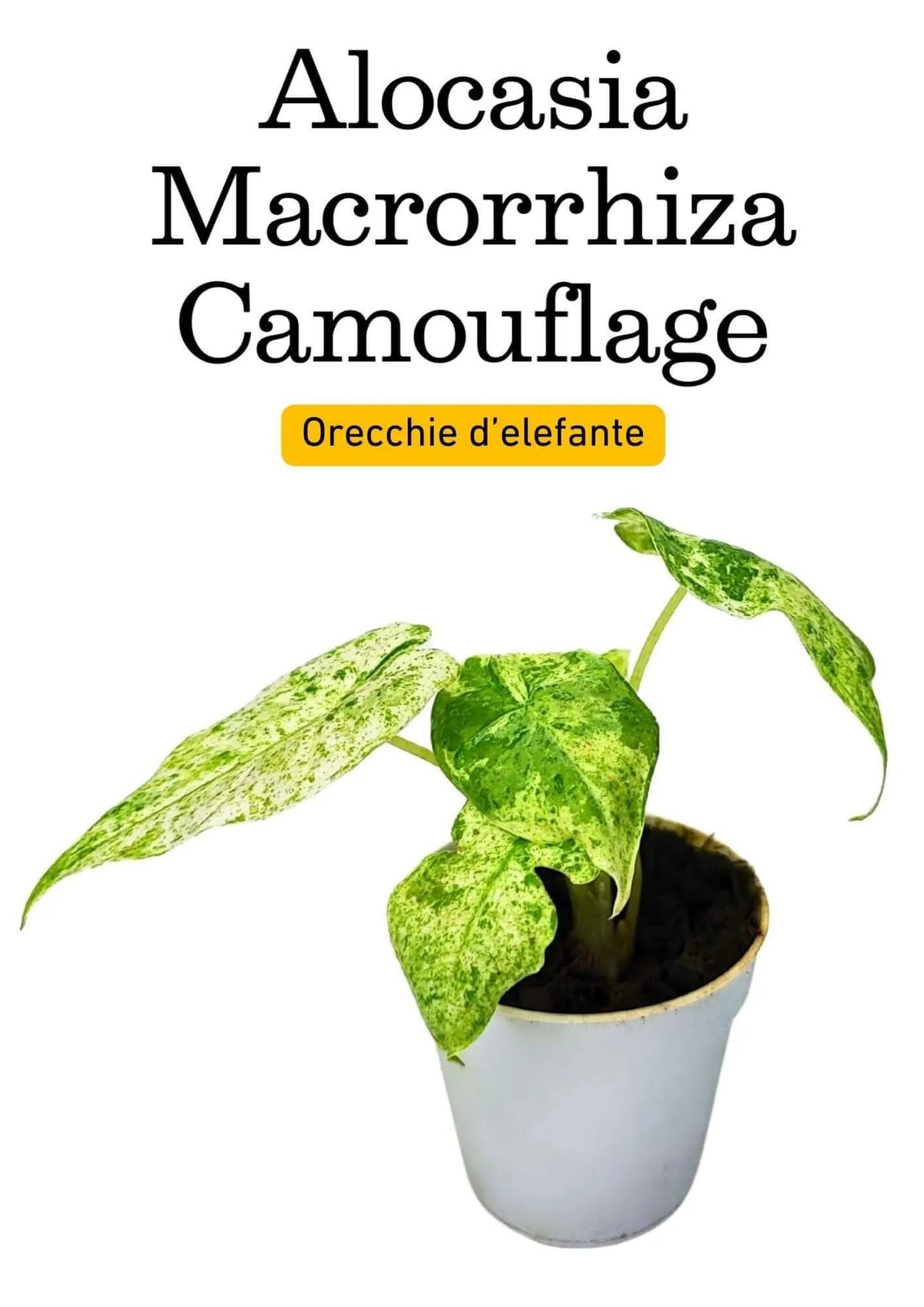 Alocasia Macrorrhiza Camouflage