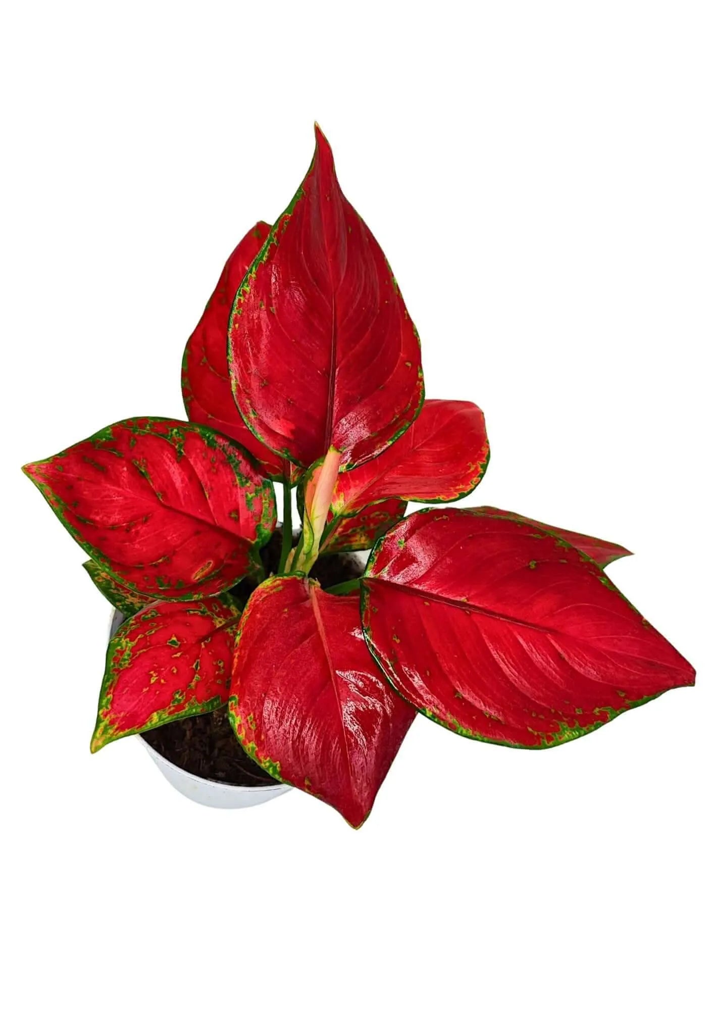 Aglaonema Super Red