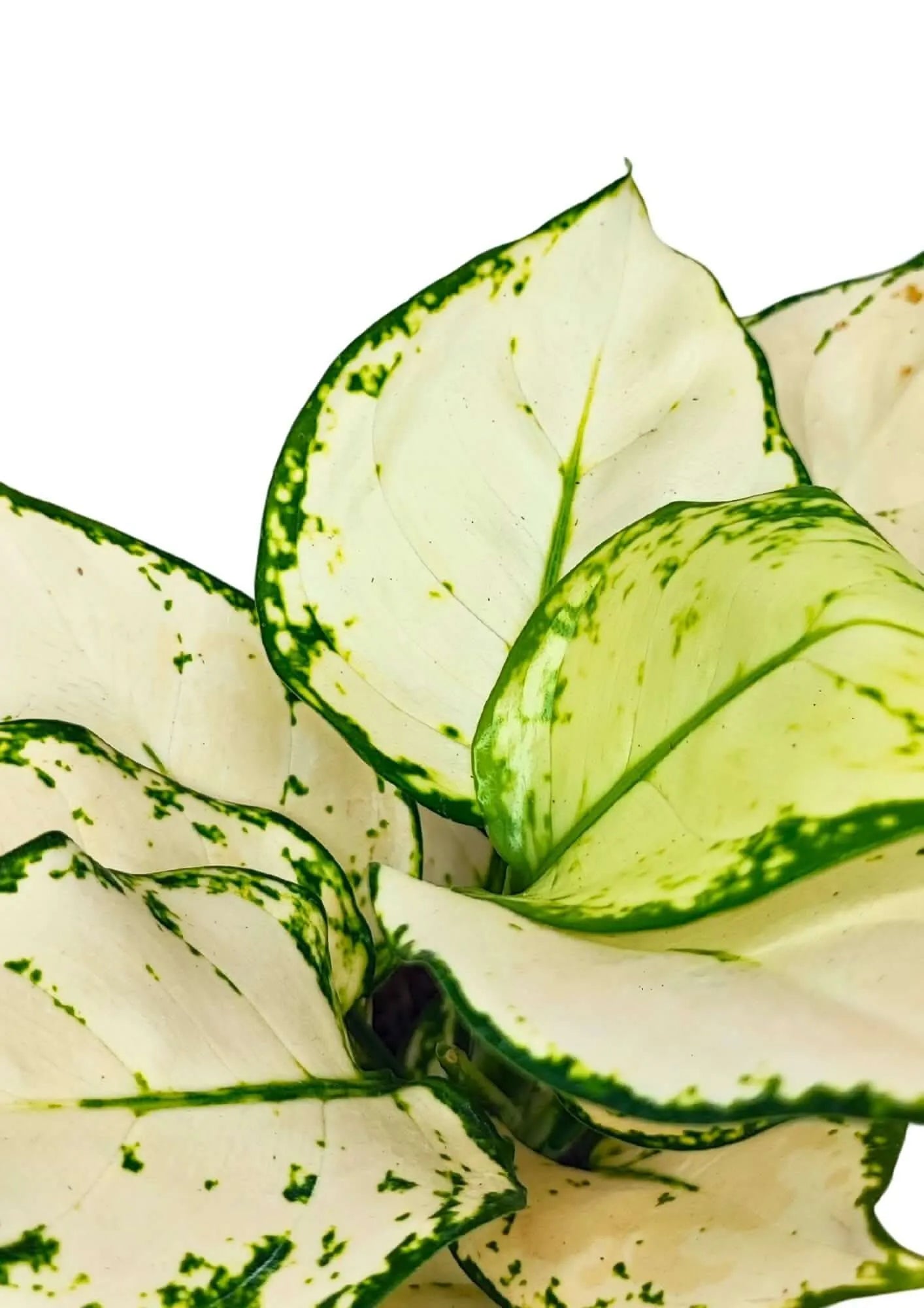 Aglaonema White Kiwi