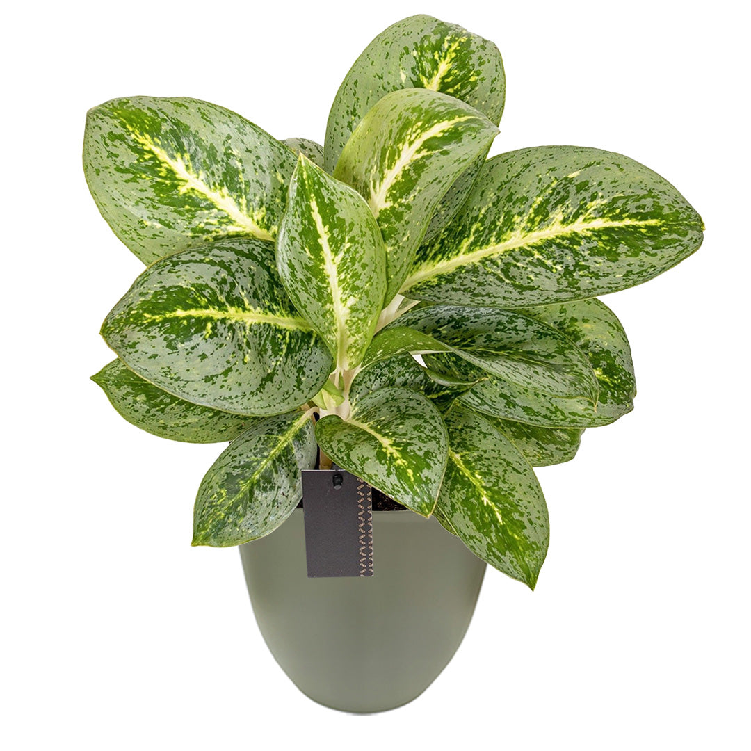 Aglaonema Lemon Mint