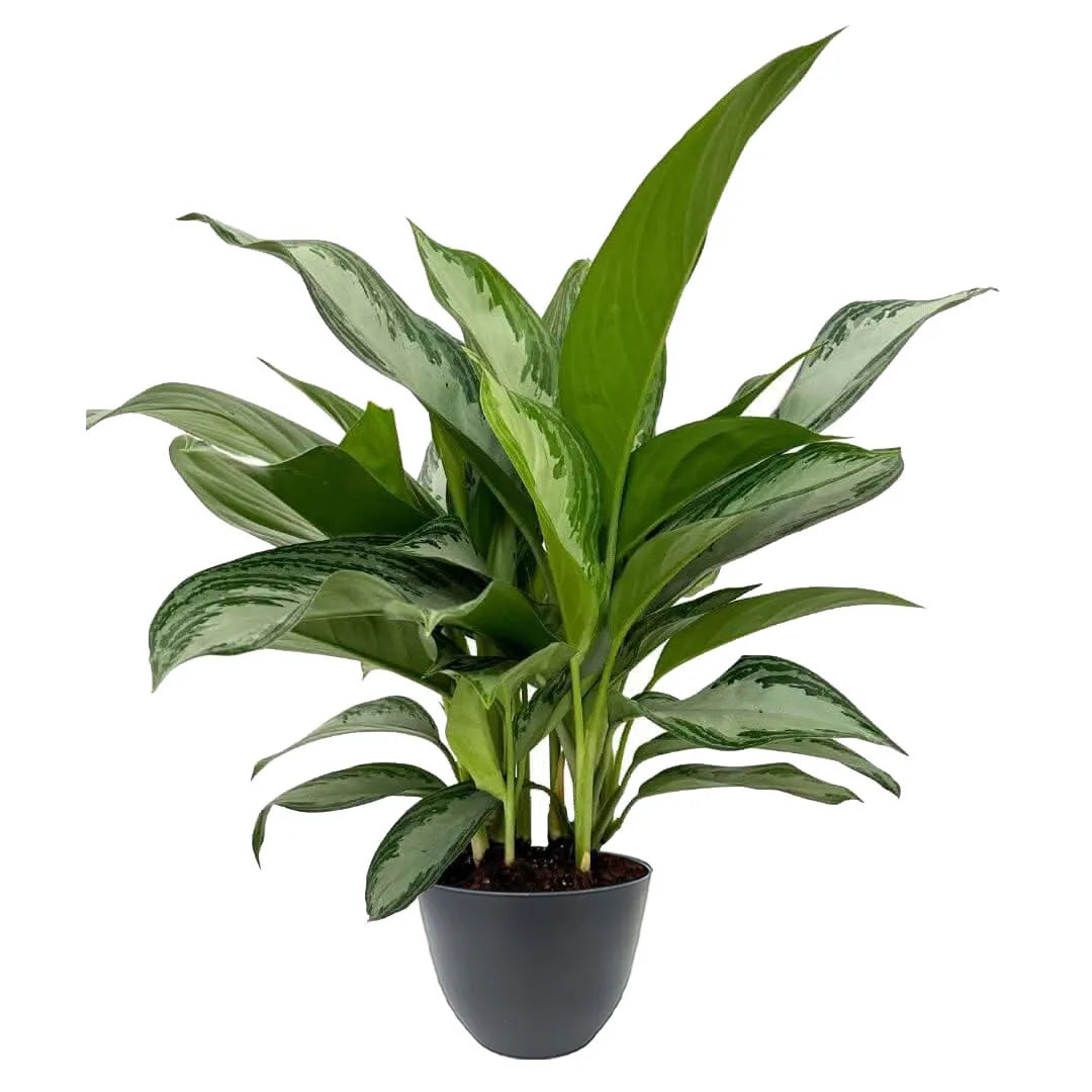 Aglaonema Silver Bay