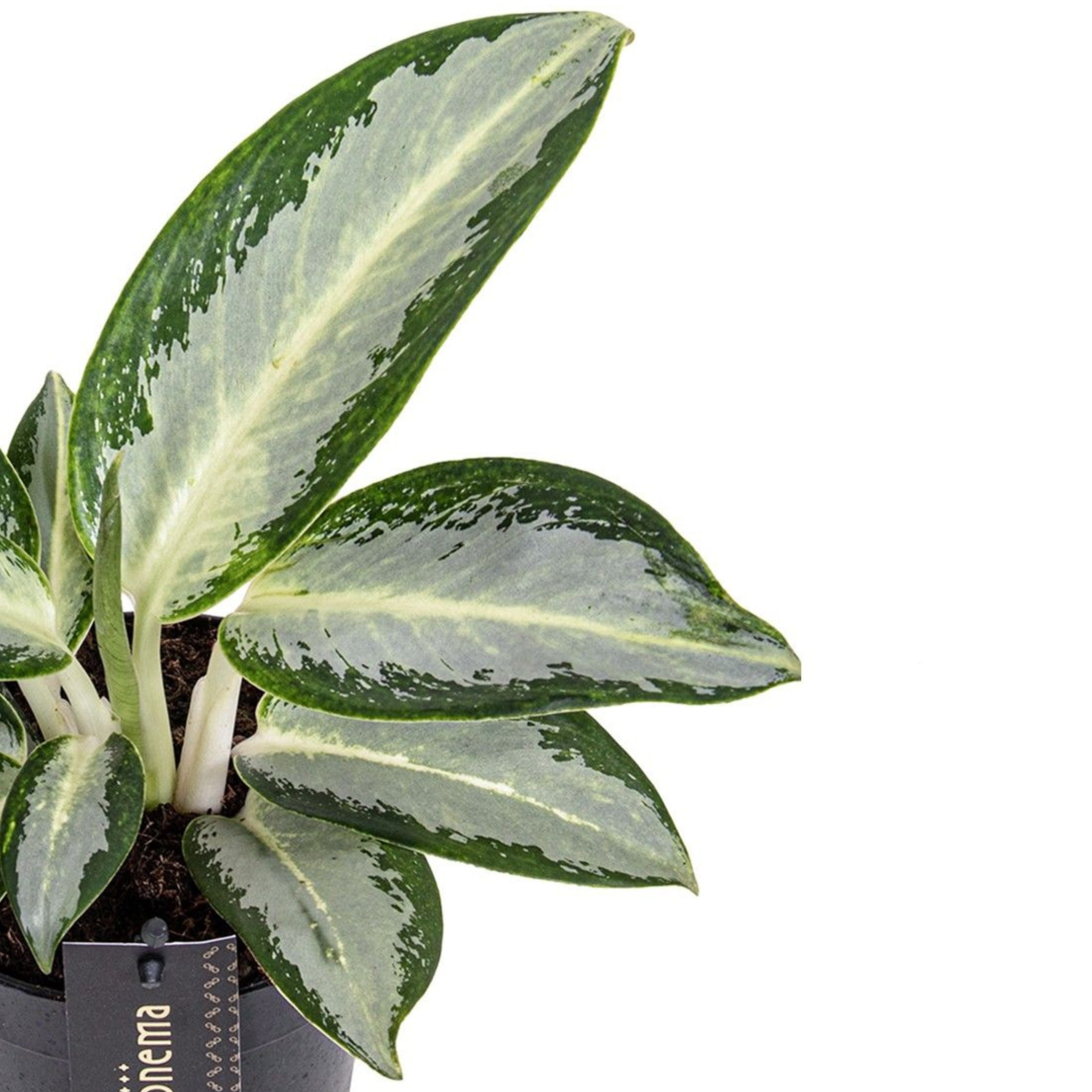 Aglaonema Silver Blue
