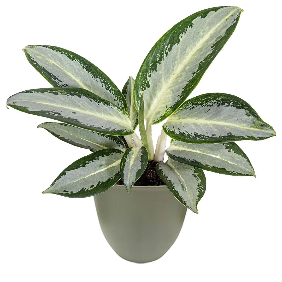Aglaonema Silver Blue