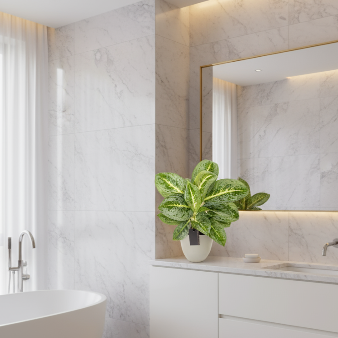 Aglaonema Lemon Mint