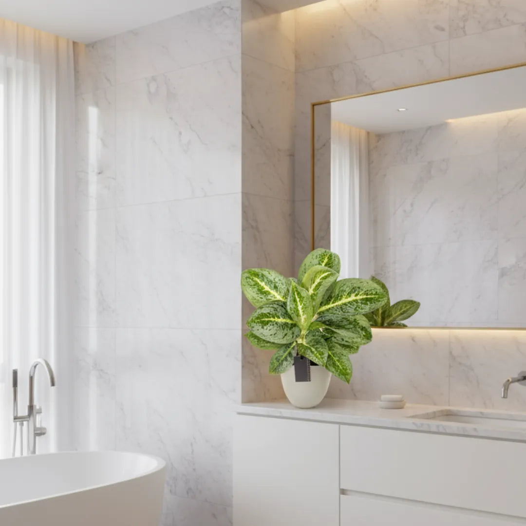 Aglaonema Lemon Mint