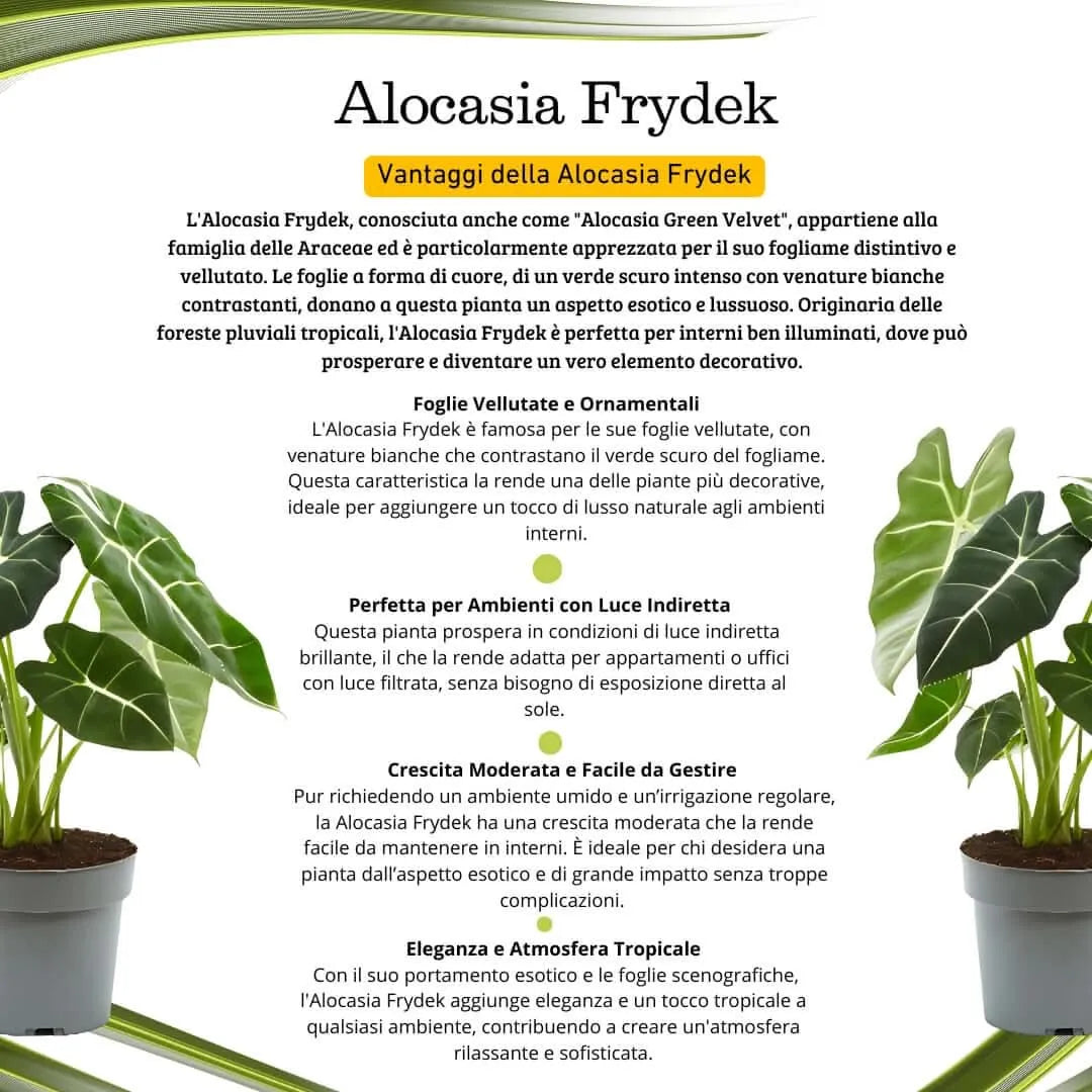 Alocasia Frydek vaso 17 cm