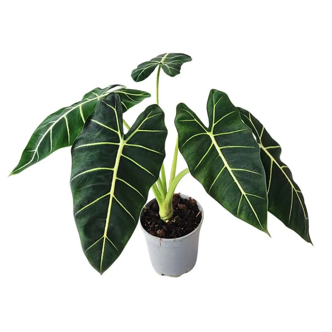 Alocasia Frydek vaso 17 cm