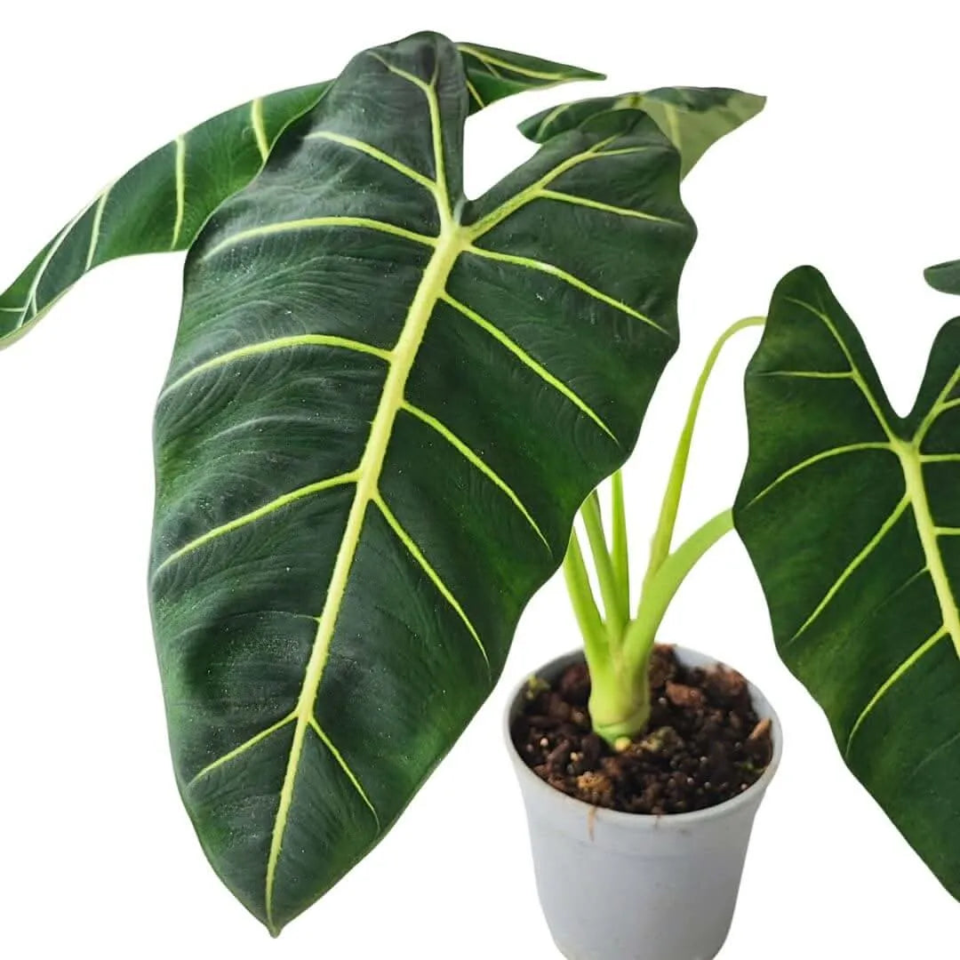 Alocasia Frydek vaso 17 cm