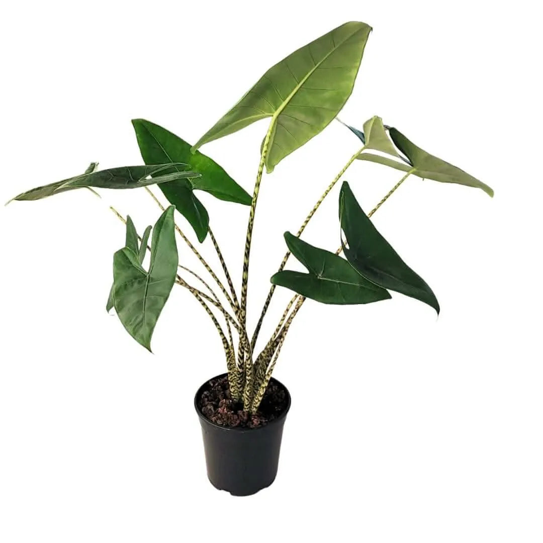Alocasia Zebrina