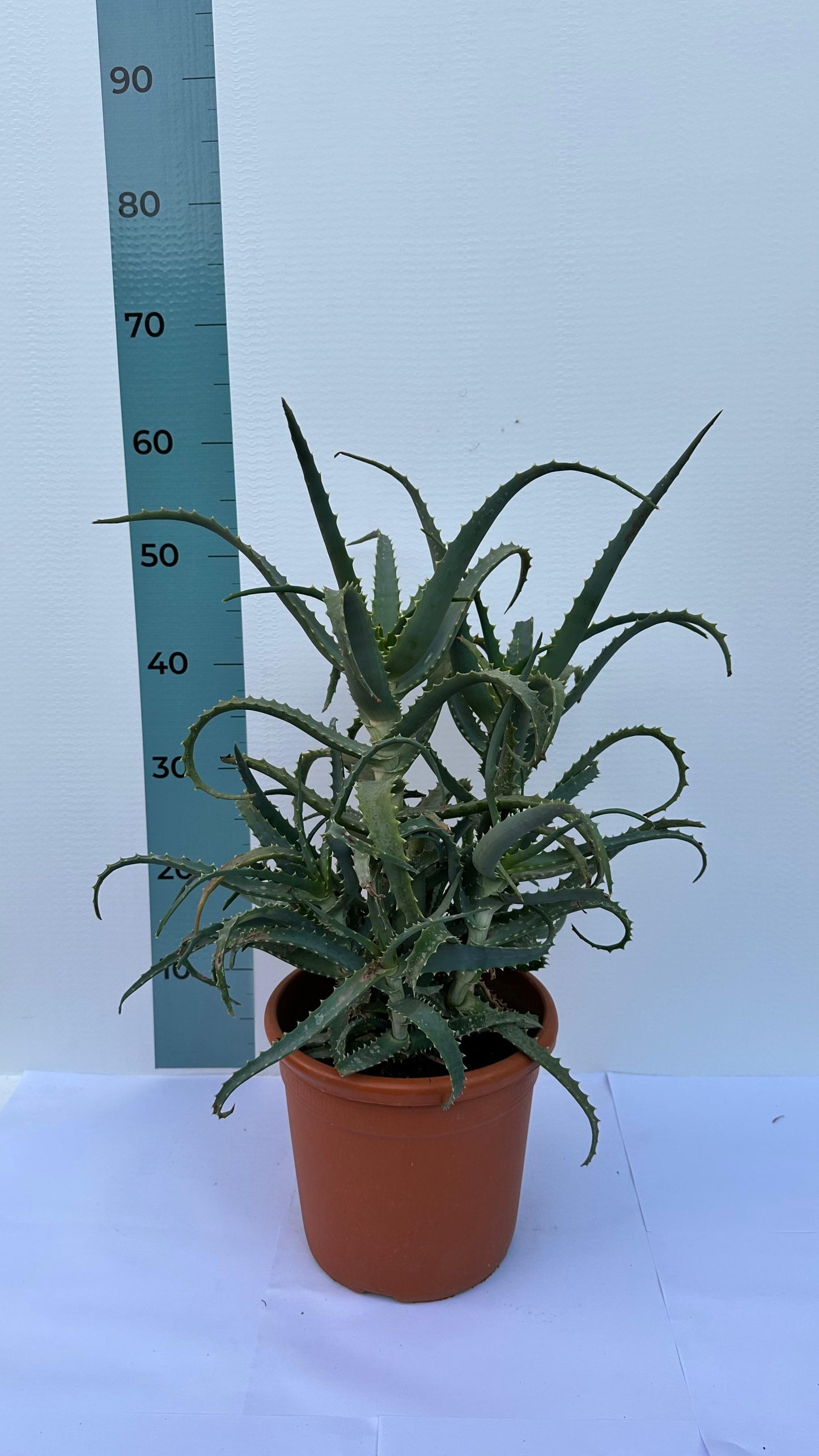 Pianta di Aloe Vera Arborescens