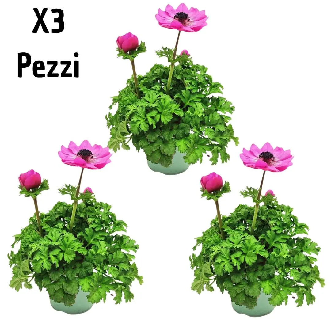 Set 3 piante di Anemone coronaria D.14 H.30 cm