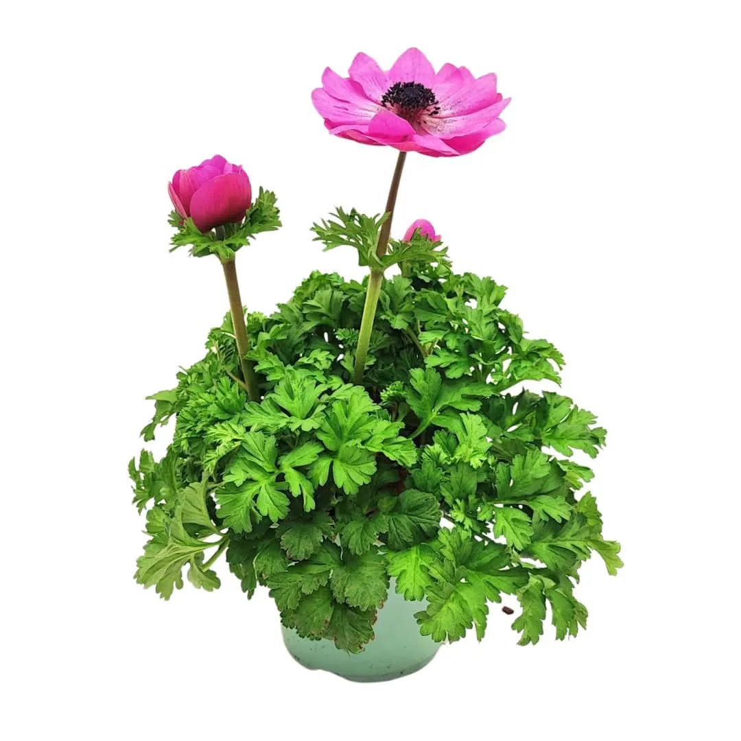 Set 3 piante di Anemone coronaria D.14 H.30 cm
