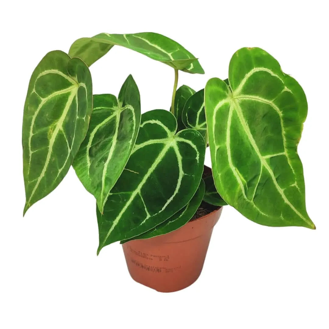 Anthurium Crystallinum