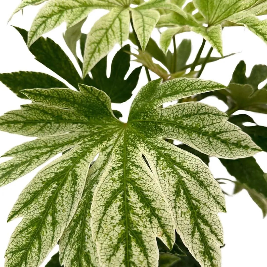 Aralia Fatsia Japonica , Variegata