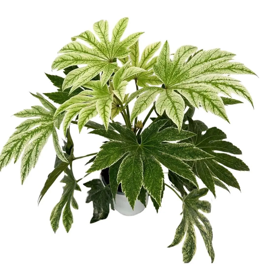 Aralia Fatsia Japonica , Variegata