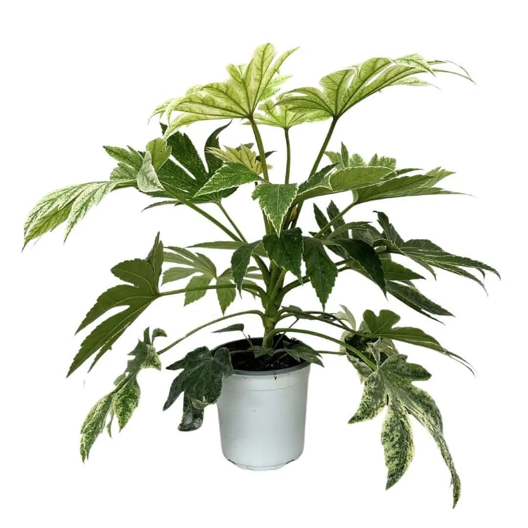 Aralia Fatsia Japonica , Variegata