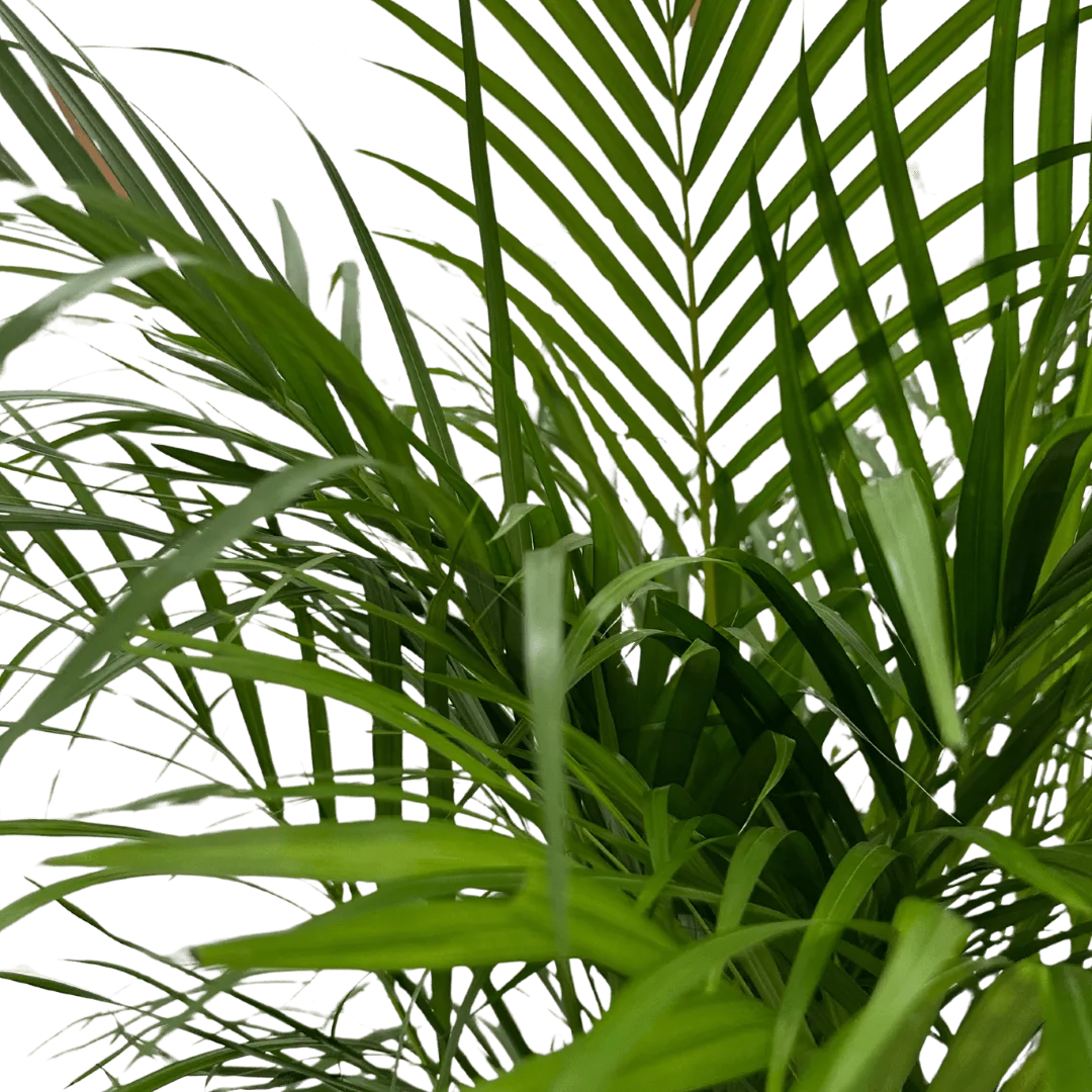 Areca Lutescens