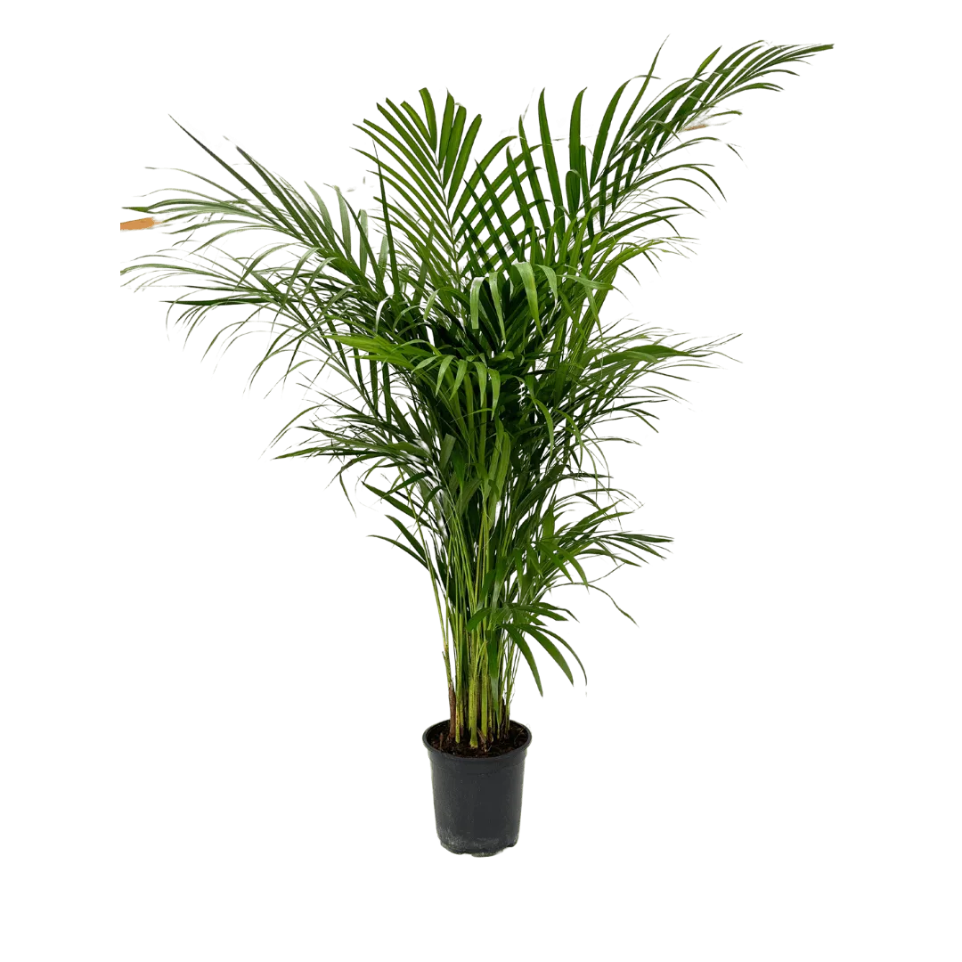 Areca Lutescens