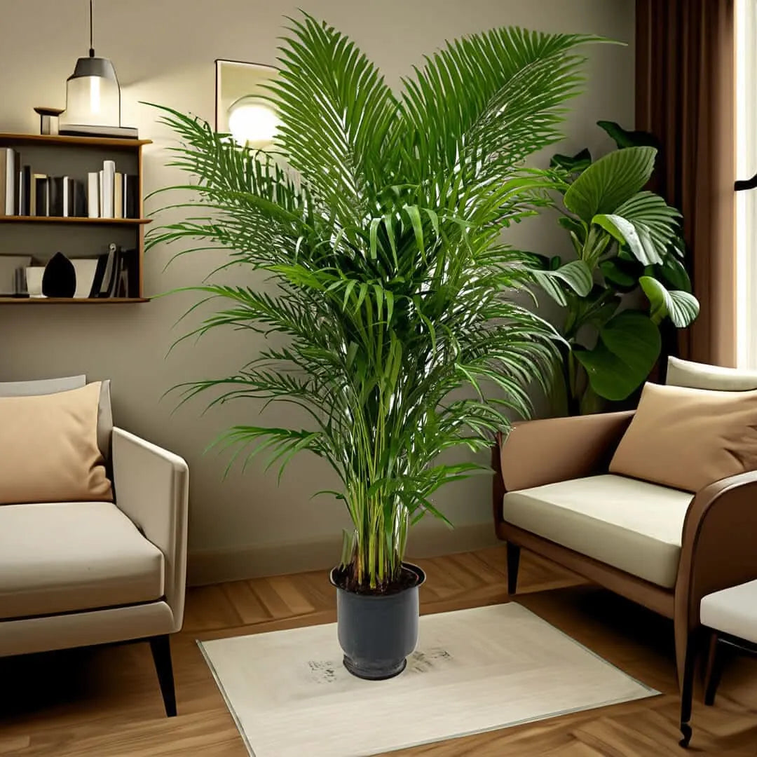 Areca Lutescens