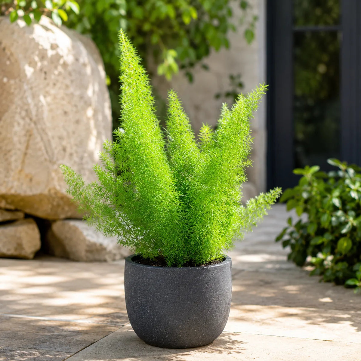 Asparagus sprengerii D.12 H.25 cm