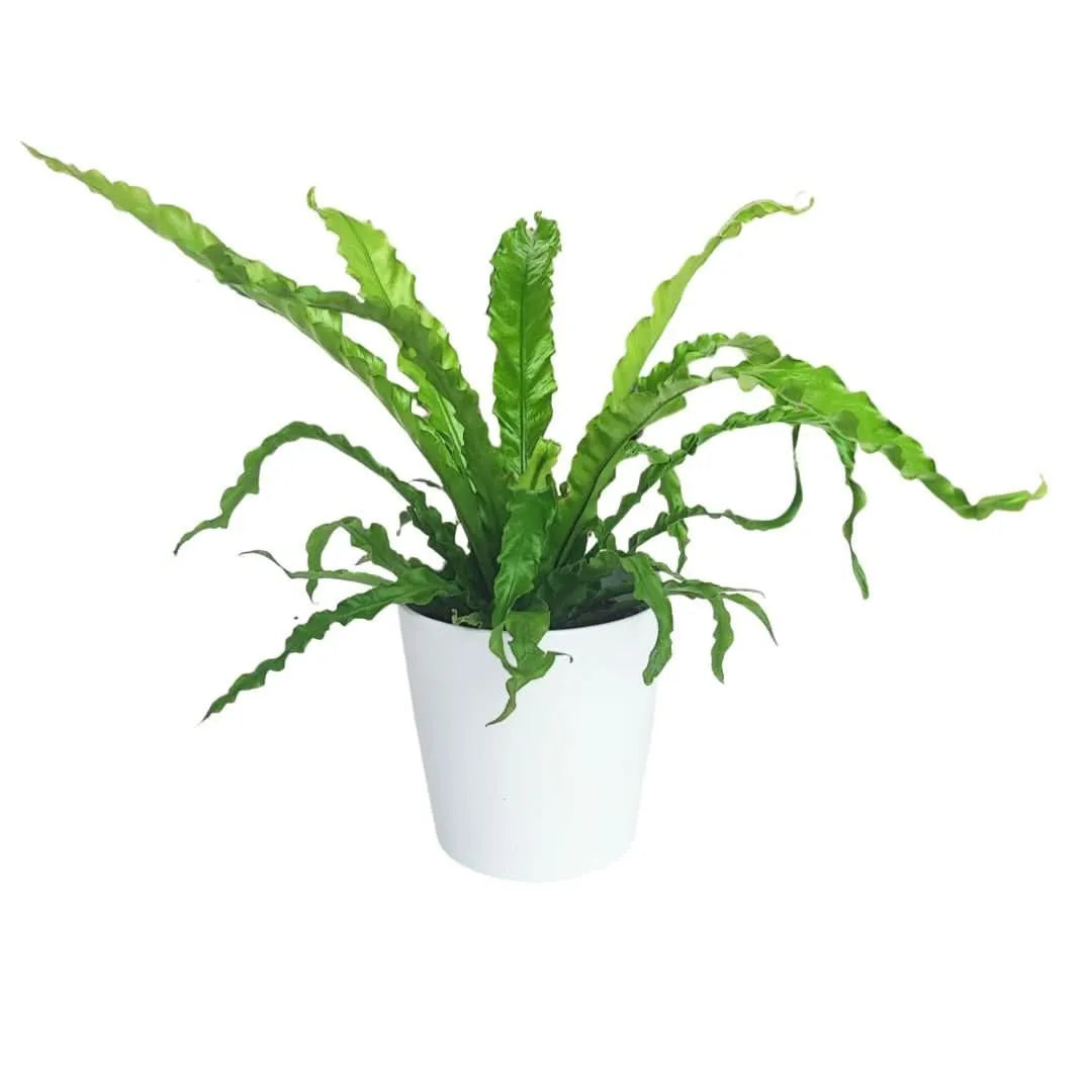 Asplenium Crissie