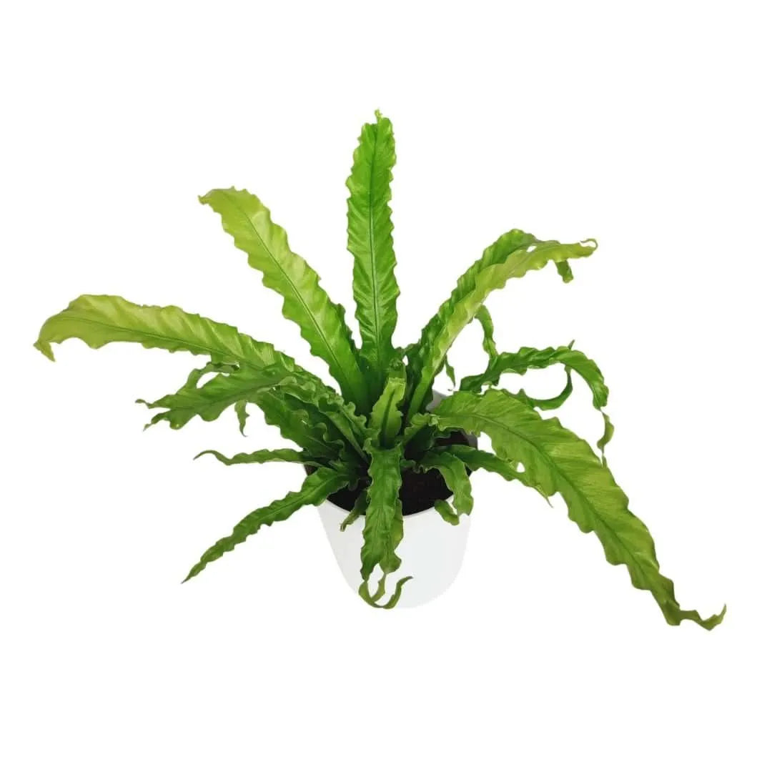 Asplenium Crissie