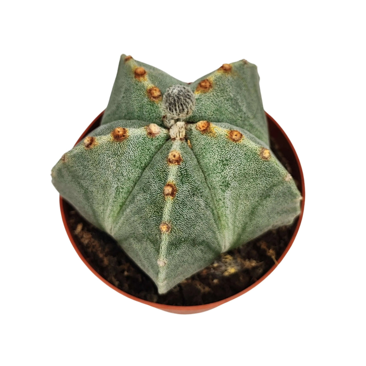 Astrophytum myriostigma