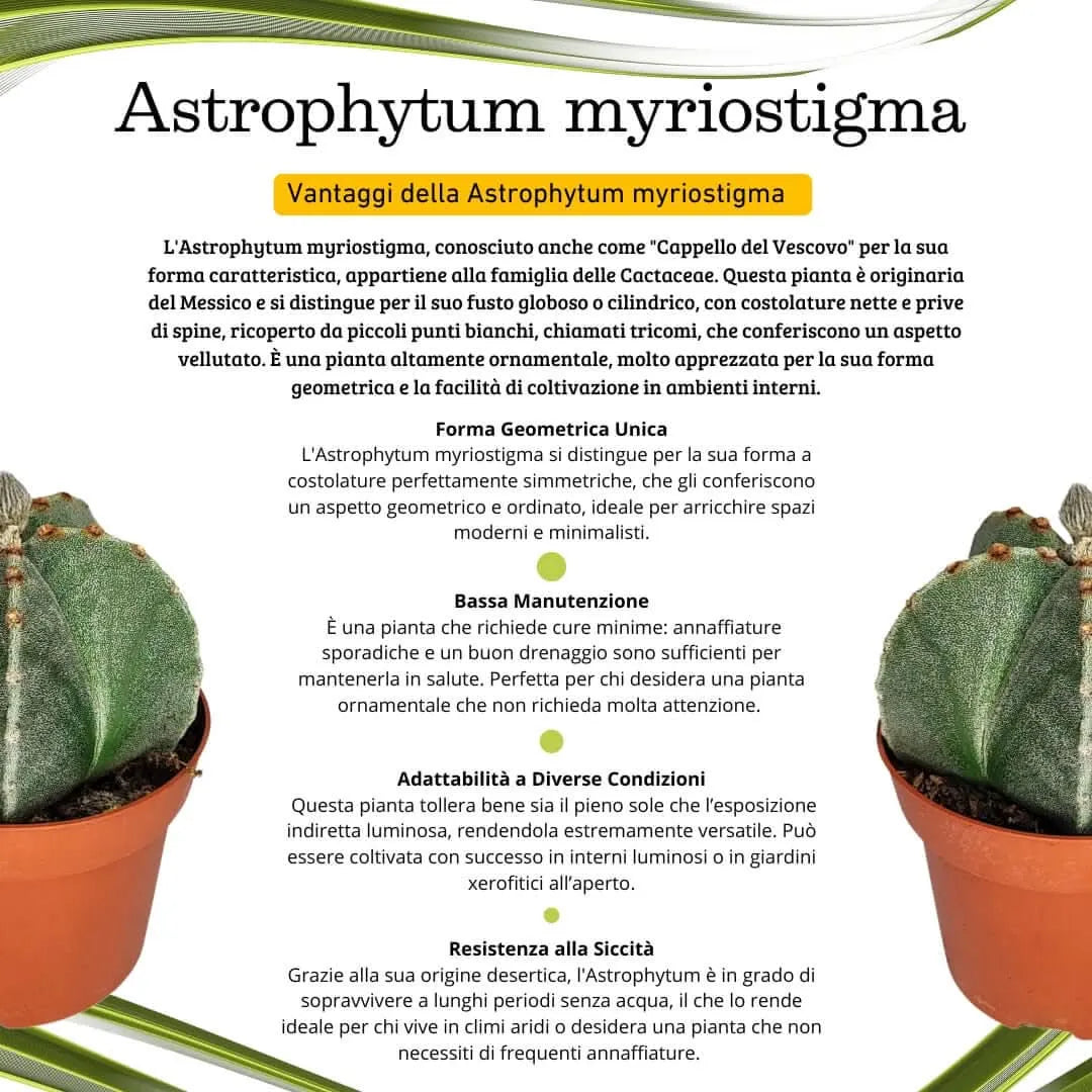 Astrophytum myriostigma