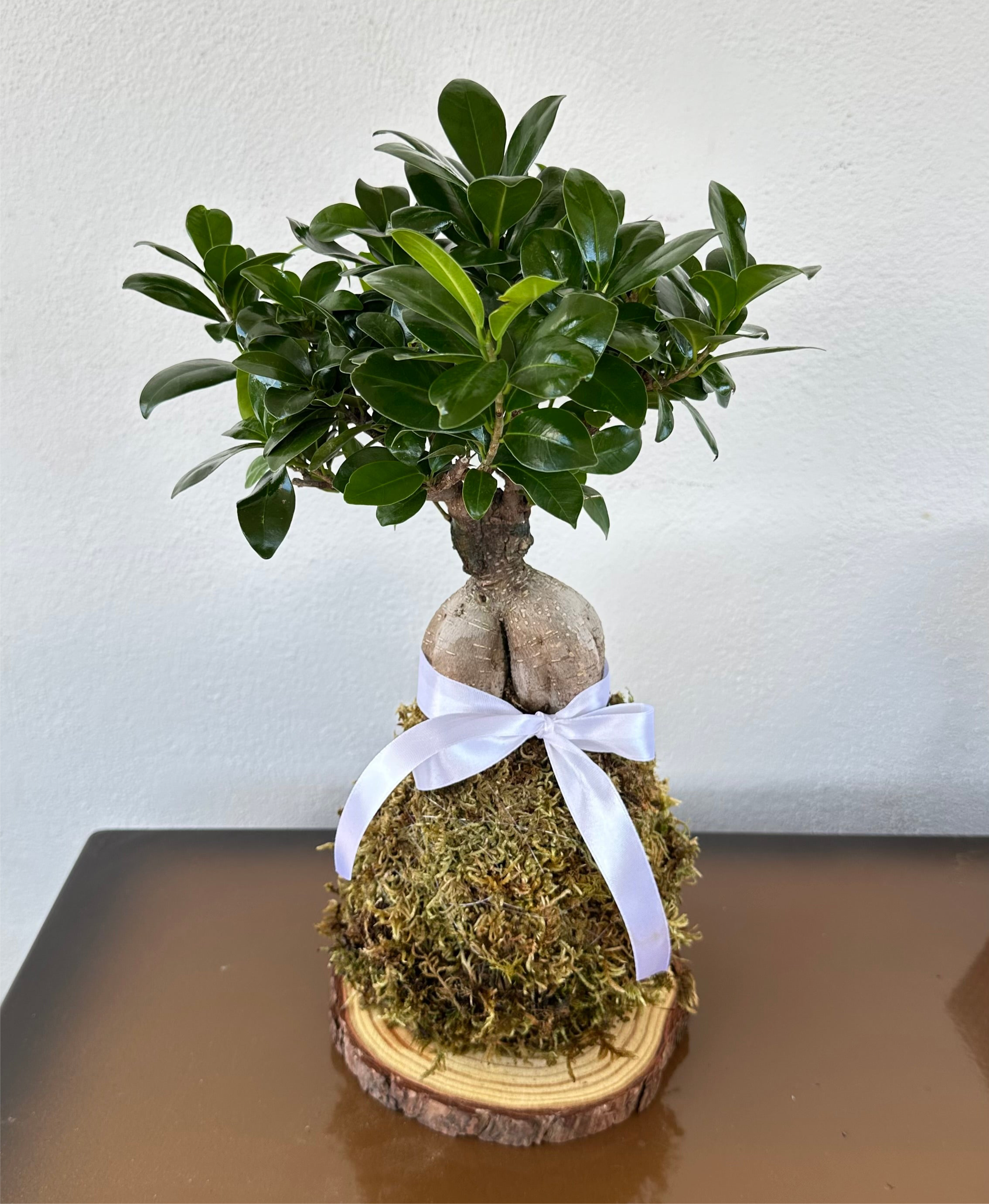 Kokedama di Ficus Ginseng Microcarpa