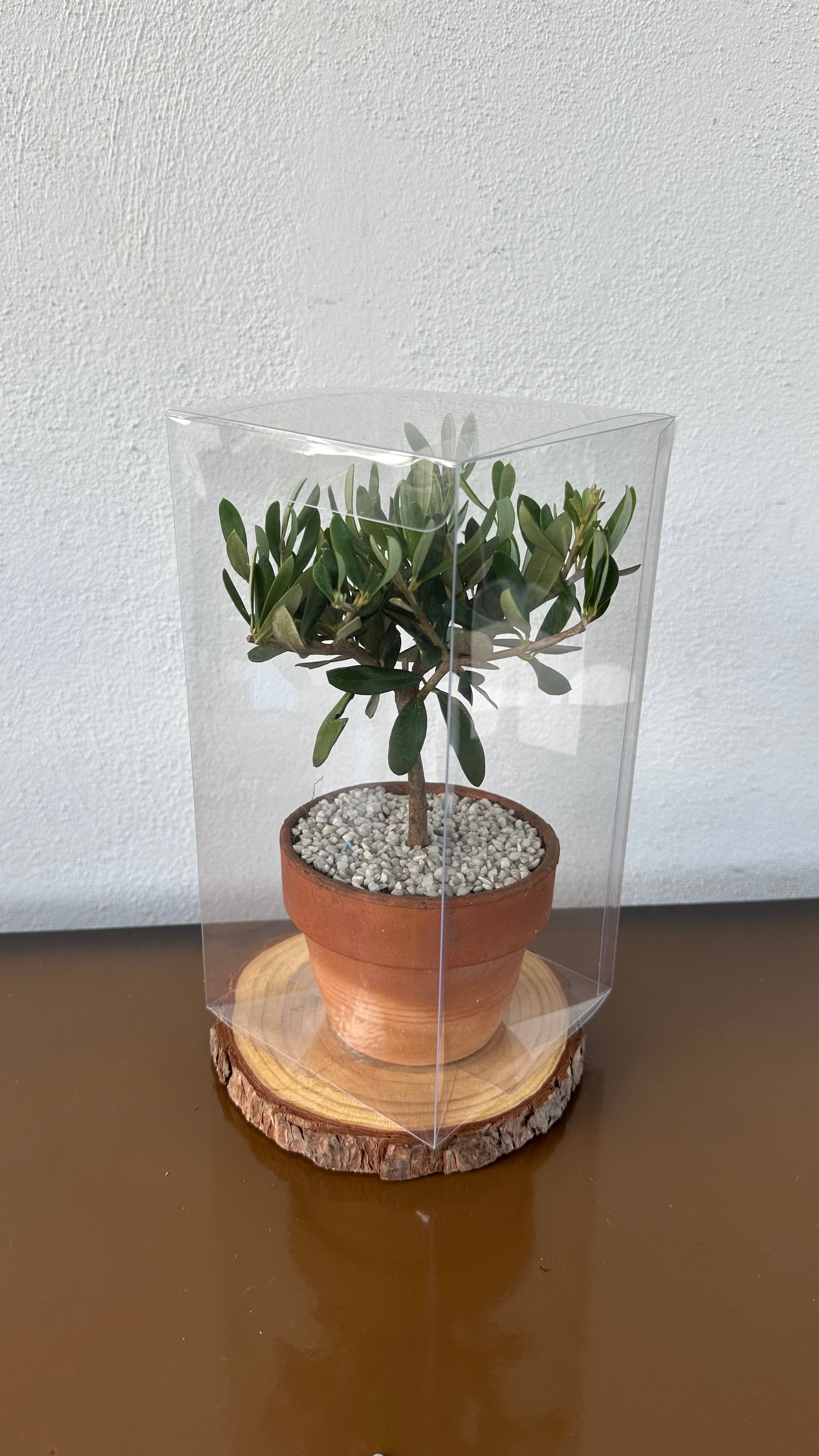 Piantina cespuglio simil-Bonsai di Ulivo - Olea europea cipressino CERTIFICATA