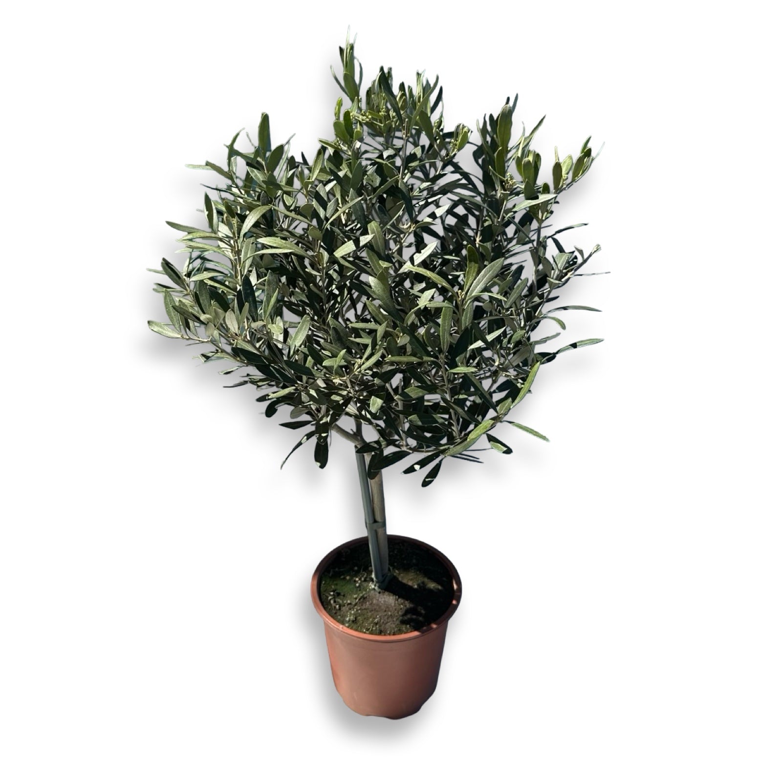 Piantina Alberello di Ulivo Cipressino - Olea Europea CERTIFICATA