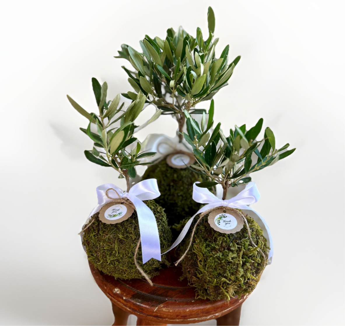 Kokedama di Ulivo - Olea Europea
