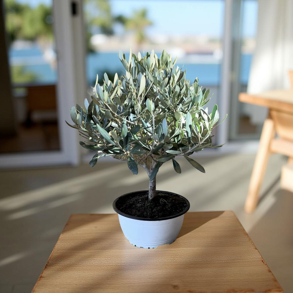 Piantina Bonsai di Ulivo cespuglio - Olea europea cipressino CERTIFICATA