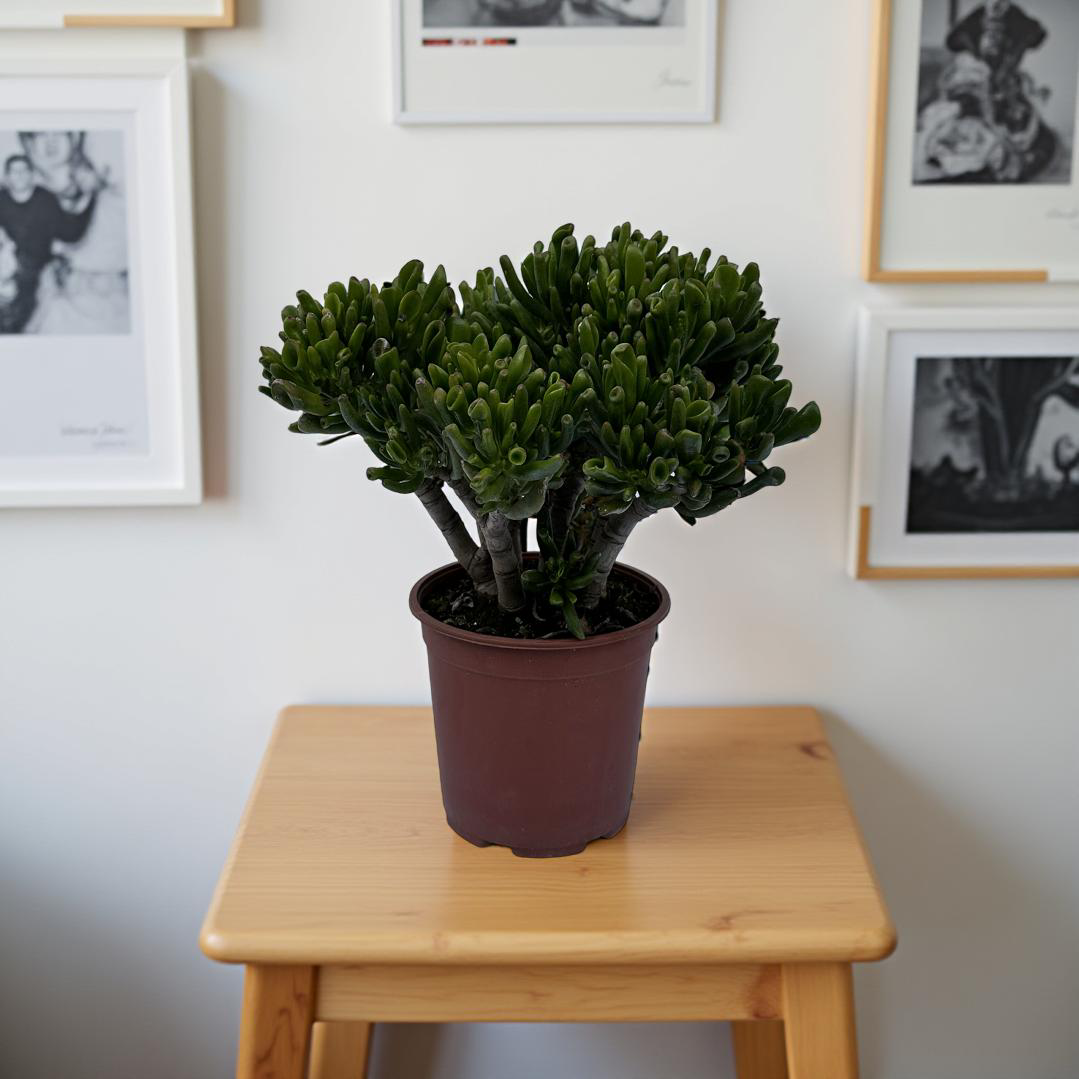 Piantina di Crassula Hobbit