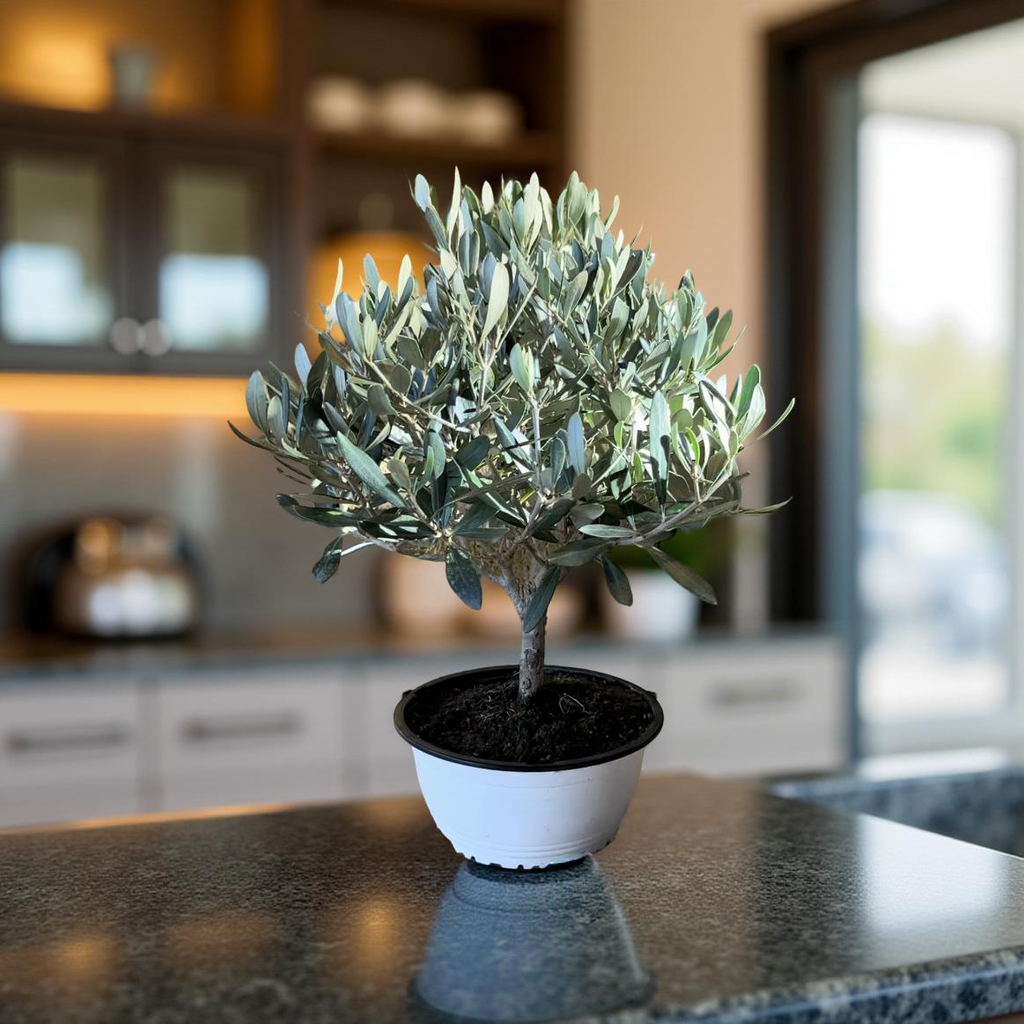 Piantina Bonsai di Ulivo cespuglio - Olea europea cipressino CERTIFICATA
