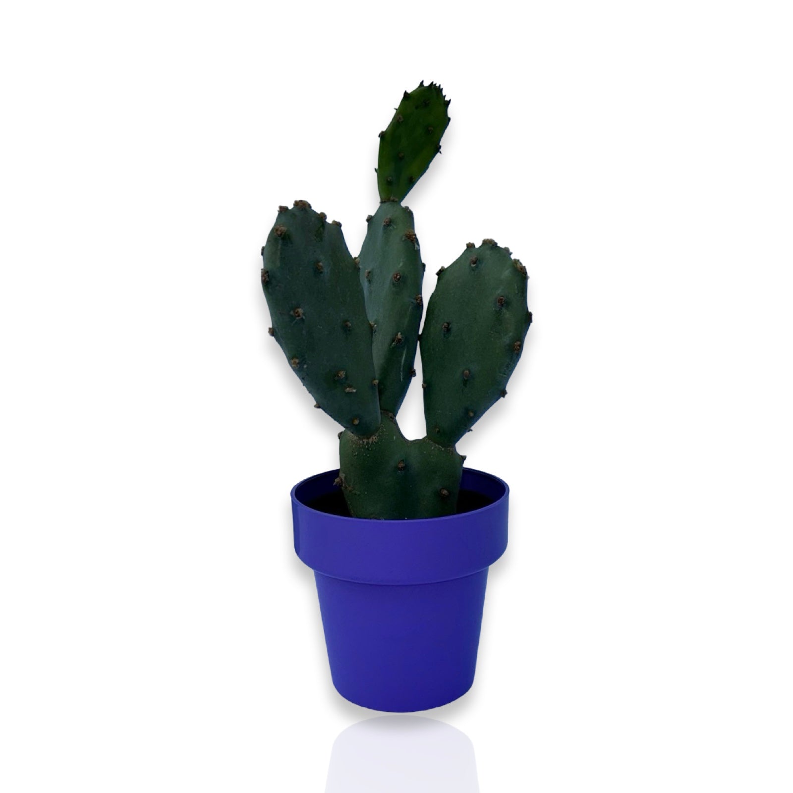 Piantina di Opuntia Vulgaris CERTIFICATA