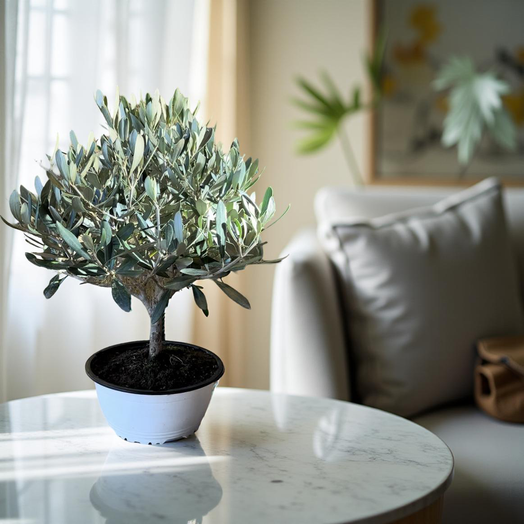 Piantina Bonsai di Ulivo cespuglio - Olea europea cipressino CERTIFICATA